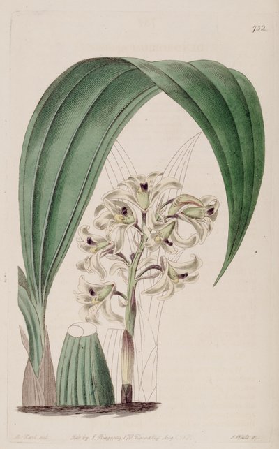 Illustration de Xylobium squalens (syn. Dendrobium squalens) - Jams  Watts